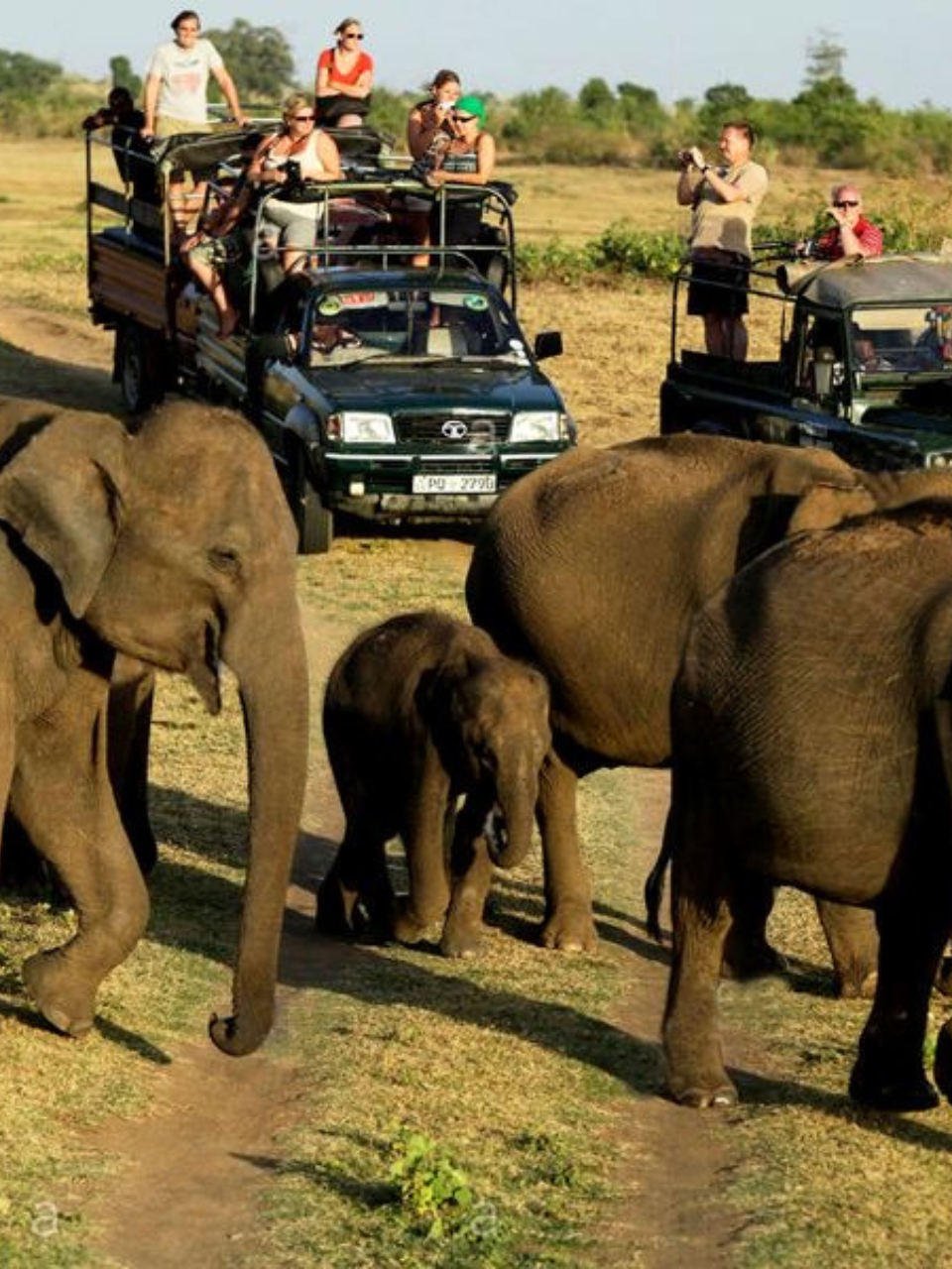 Sri Lanka Adventure & Wildlife Tour (8 Days) - photo 3