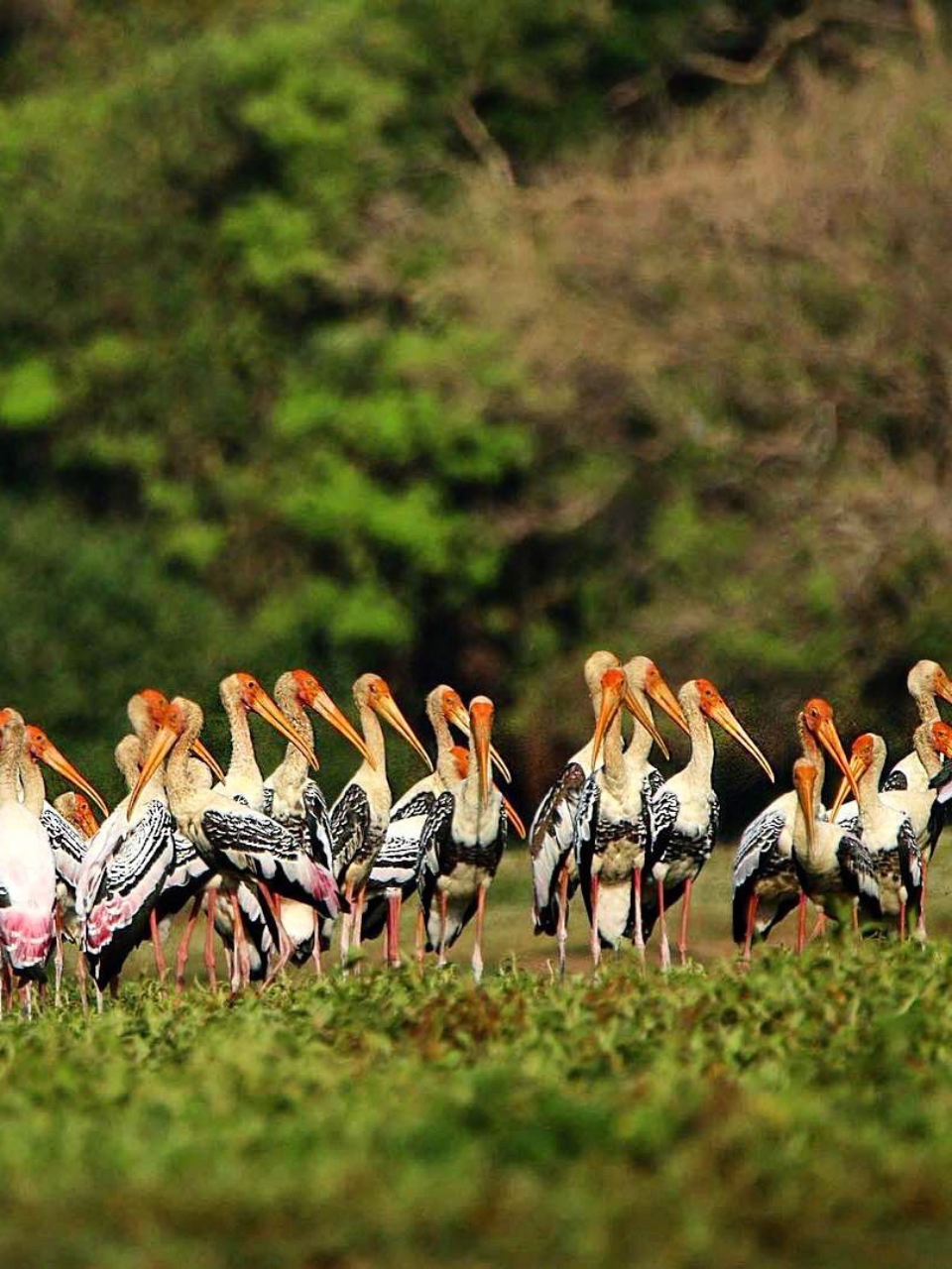 Sri Lanka Adventure & Wildlife Tour (8 Days) - photo 6