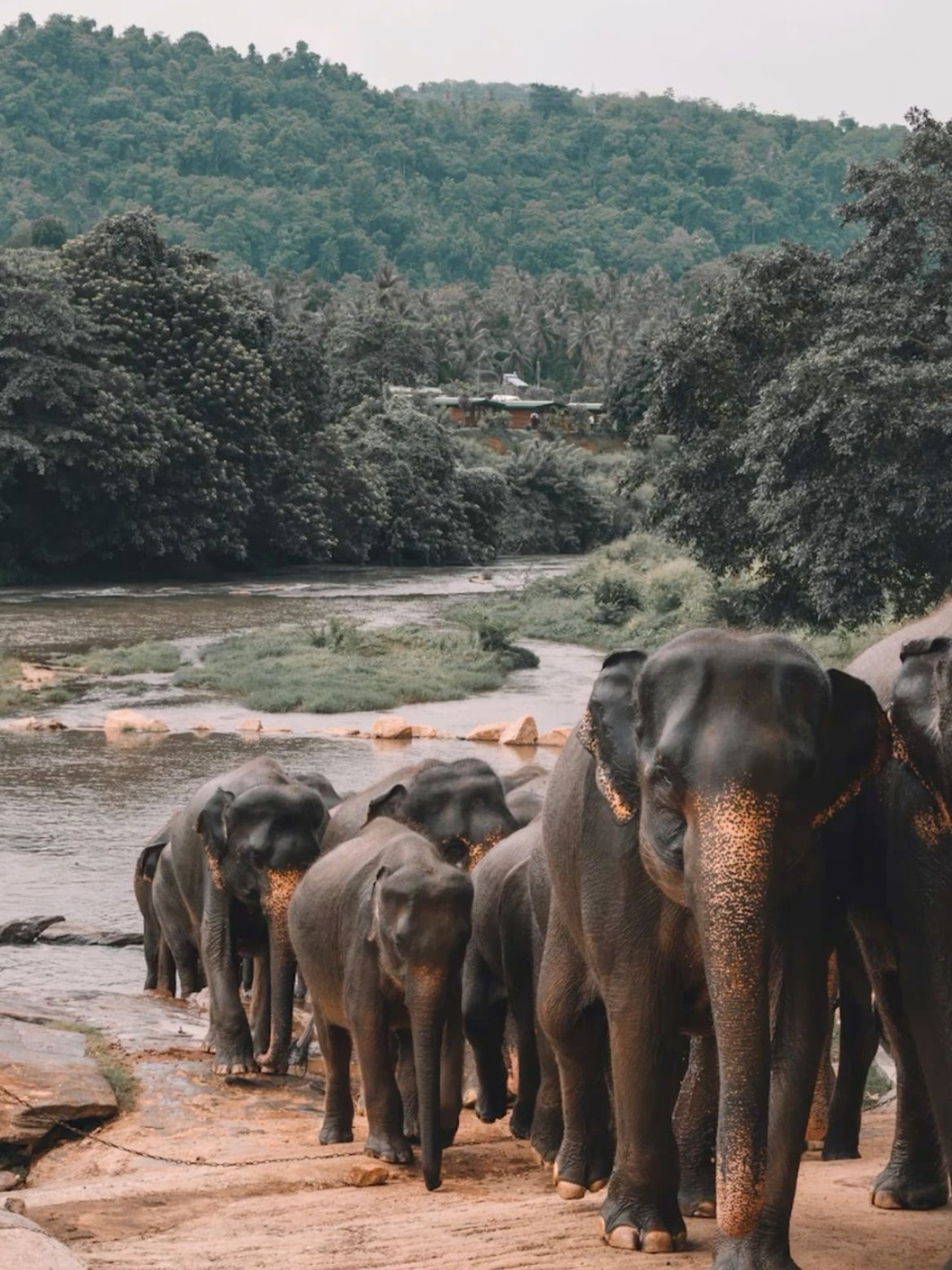 Budget Sri Lanka Explorer (5 Days) - photo 4