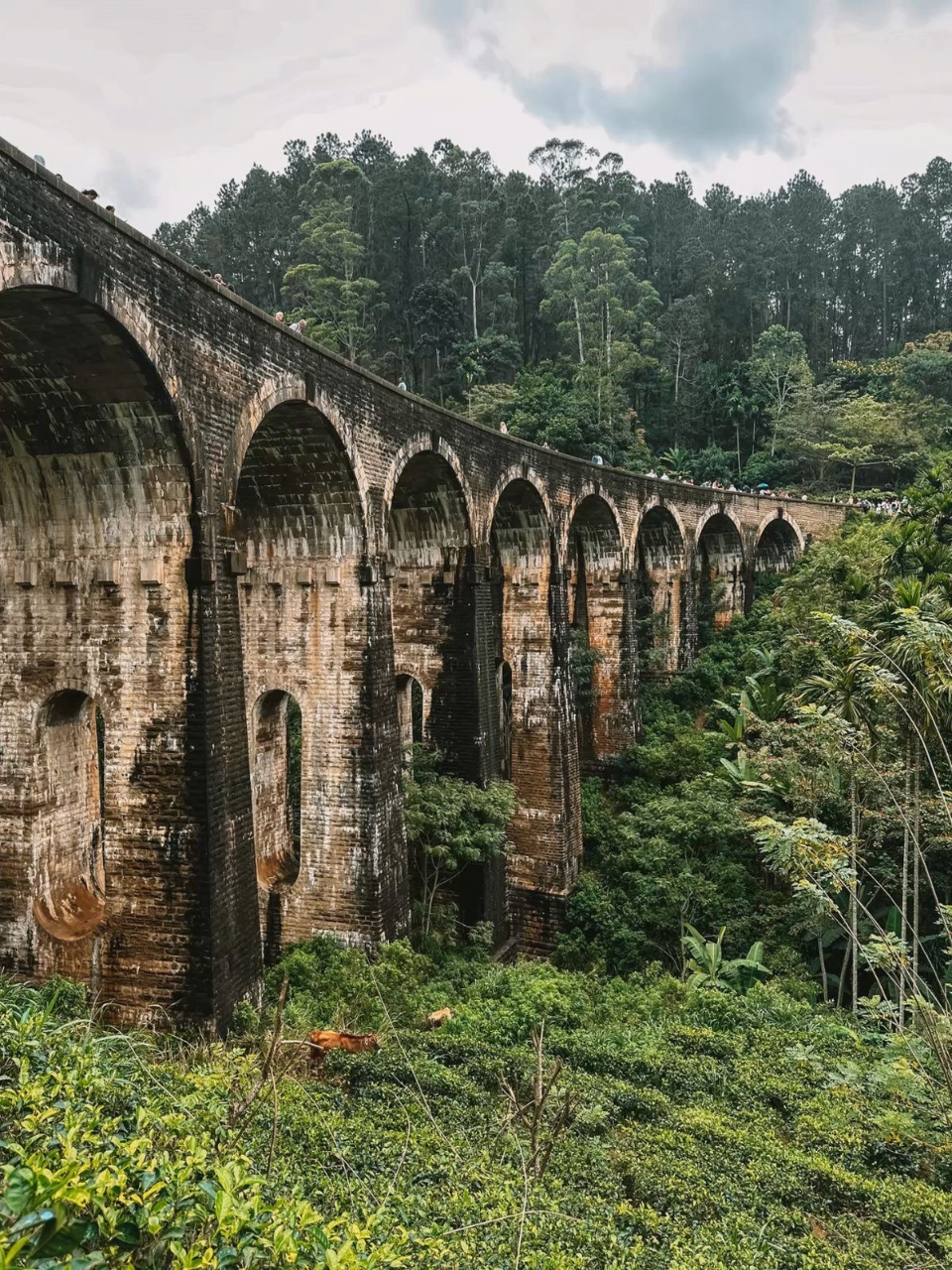 Ella – Scenic Hikes, Waterfalls & Nine Arch Bridge - photo 2