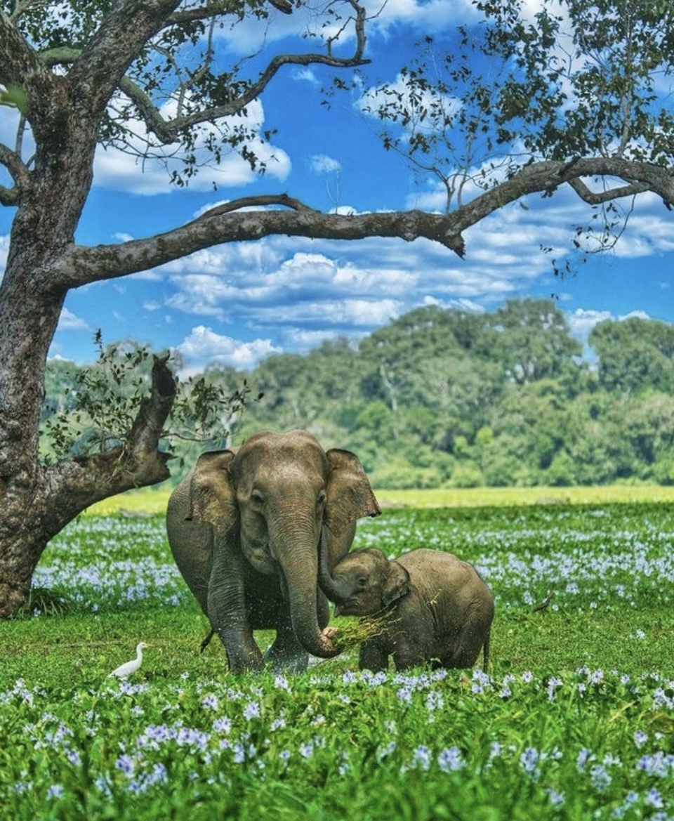 Minneriya National Park – The Elephant Gathering
