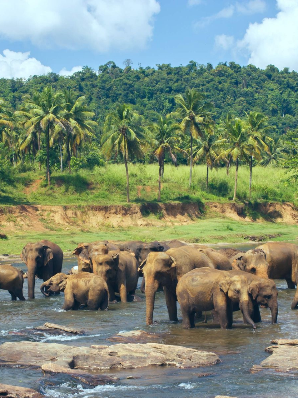 Pinnawala Elephant Orphanage – Meet Sri Lanka's Giants - photo 3