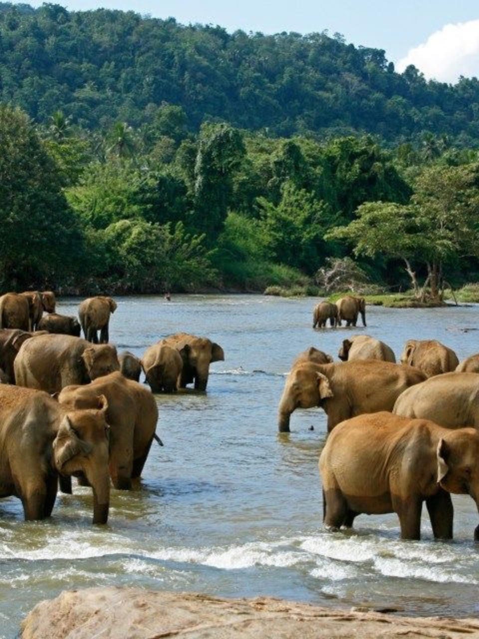 Pinnawala Elephant Orphanage – Meet Sri Lanka's Giants - photo 4