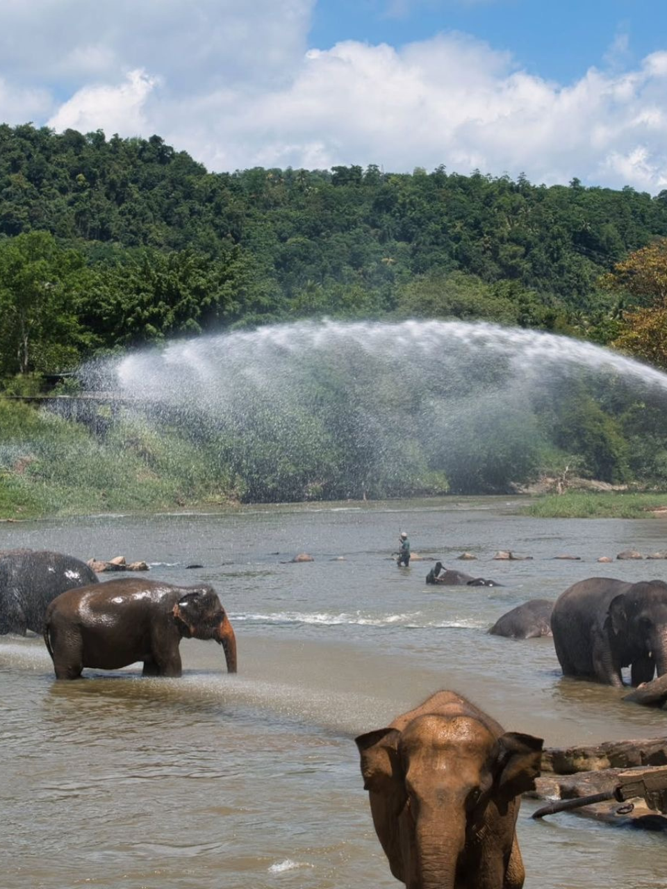 Pinnawala Elephant Orphanage – Meet Sri Lanka's Giants - photo 10