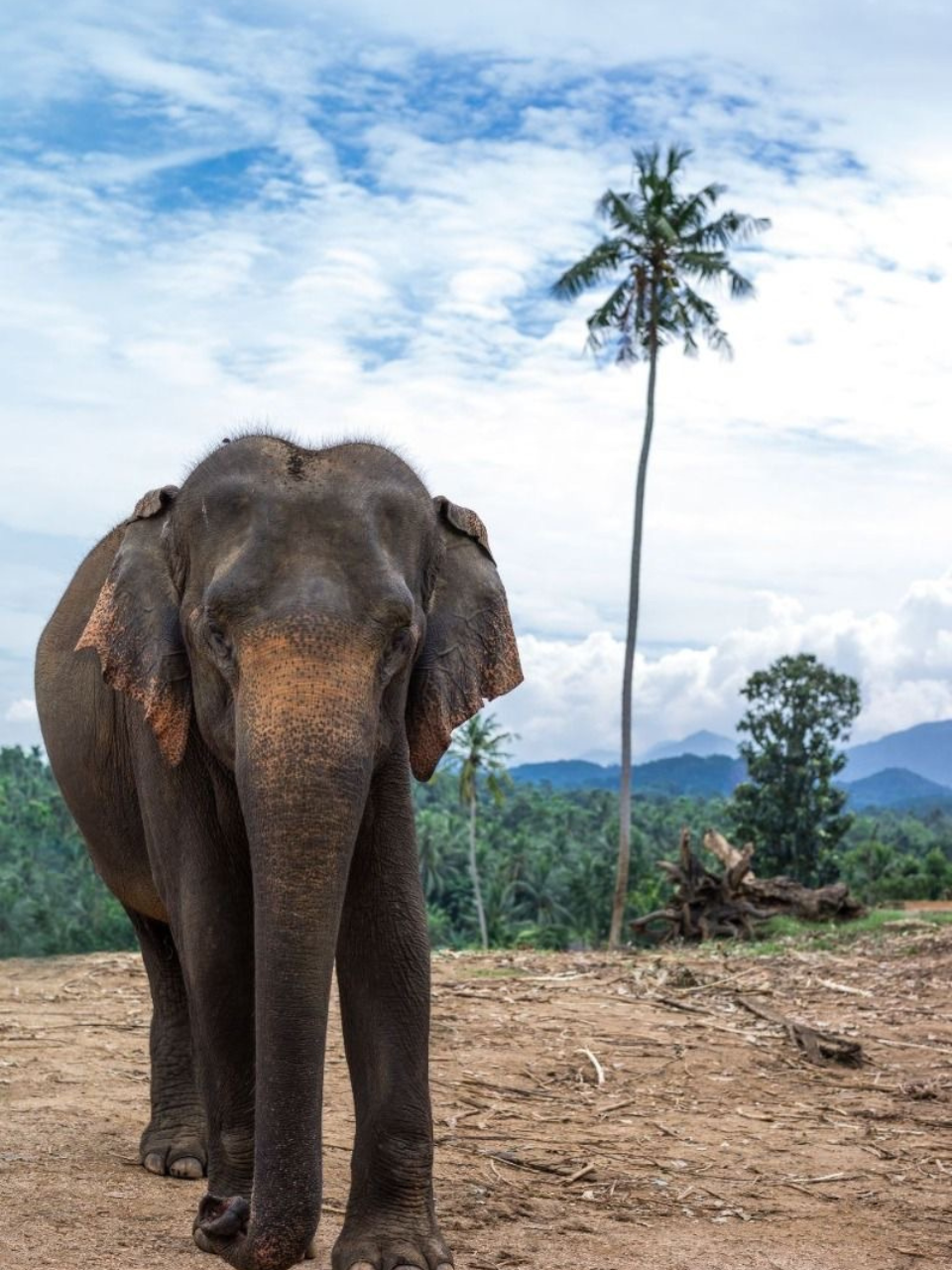Pinnawala Elephant Orphanage – Meet Sri Lanka's Giants - photo 11